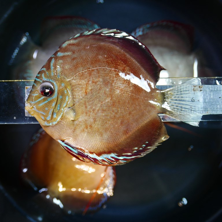 Slate Alenquer Cross Discus - Image 5