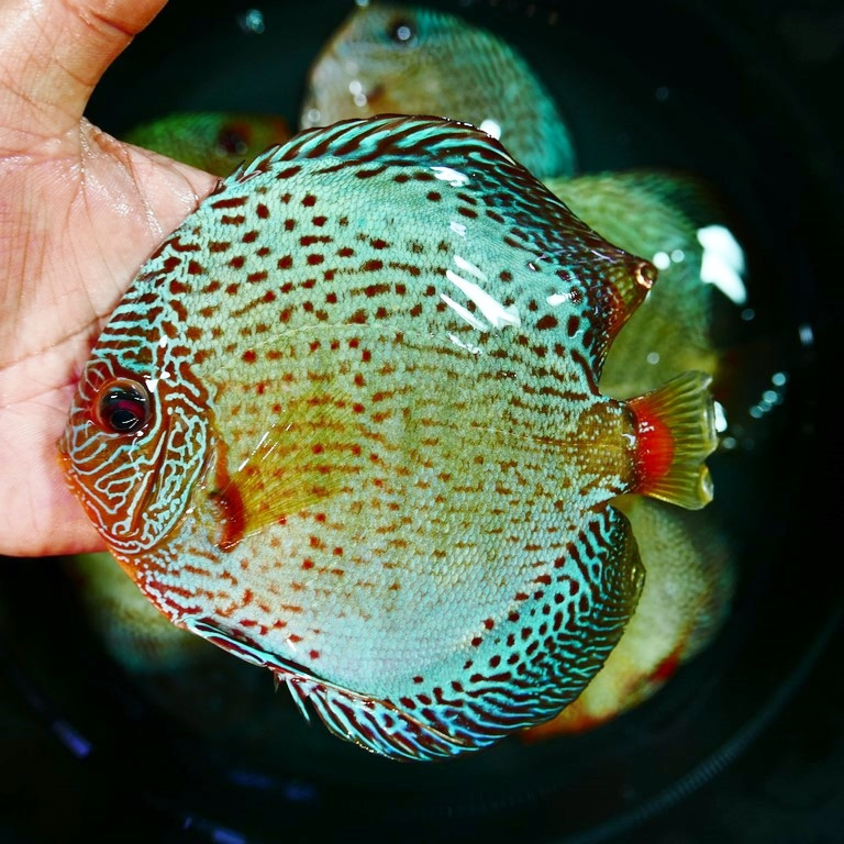 Ocean Green Snakeskin Discus