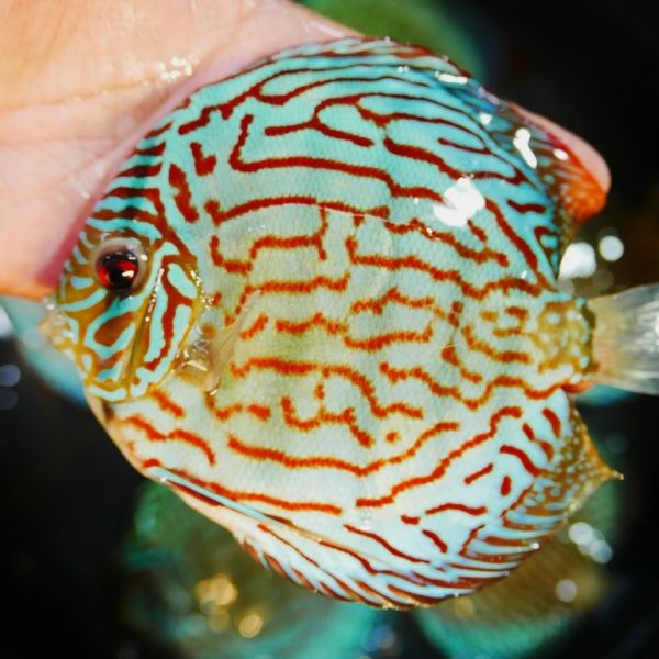 Classic Blue Turquoise Discus