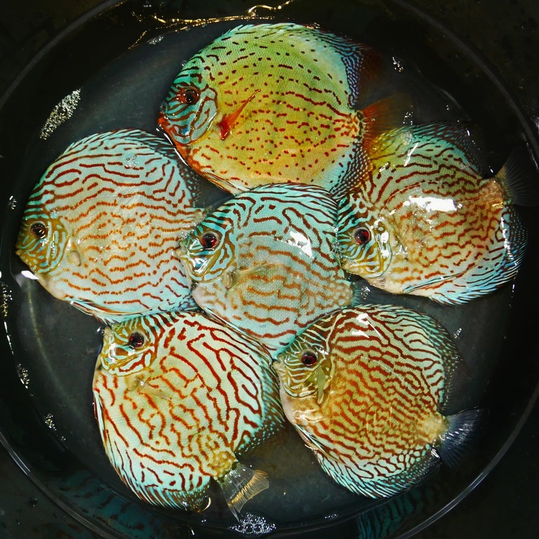 Classic Blue Turquoise Discus