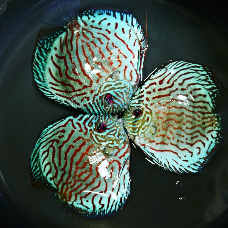 Brilliant Blue Turquoise Discus, Thick-Lined - Image 4