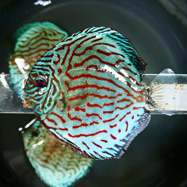Brilliant Blue Turquoise Discus, Thick-Lined - Discus.com