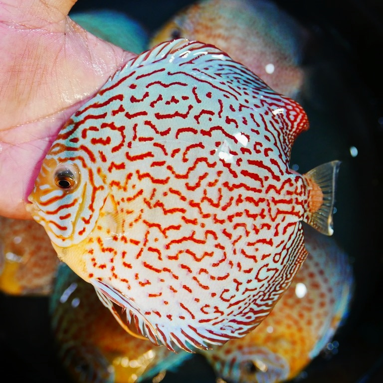 Classic Leopard Discus, Yellow Base - Image 3