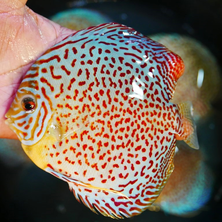 Classic Leopard Discus, Yellow Base - Image 7