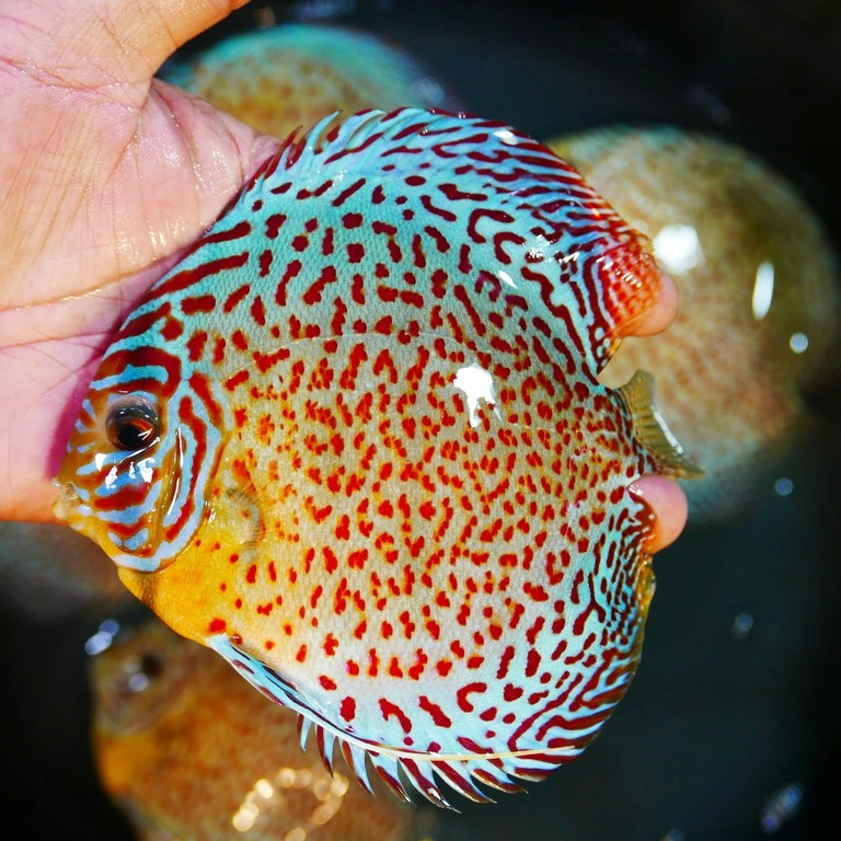 Classic Leopard Discus, Yellow Base - Image 2