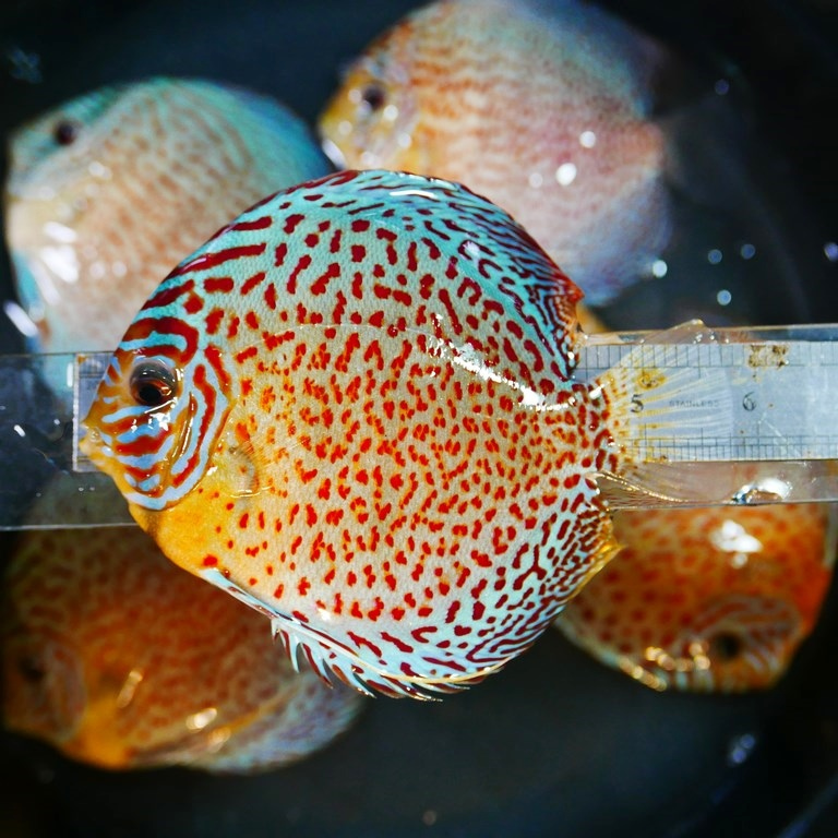 Classic Leopard Discus, Yellow Base - Image 6