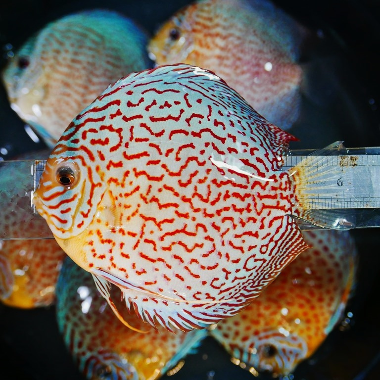 Classic Leopard Discus, Yellow Base - Image 5