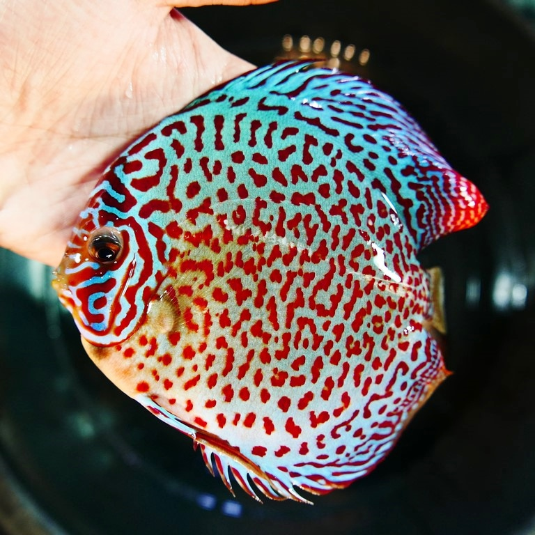 Classic Leopard Discus, Blue Base - Image 3