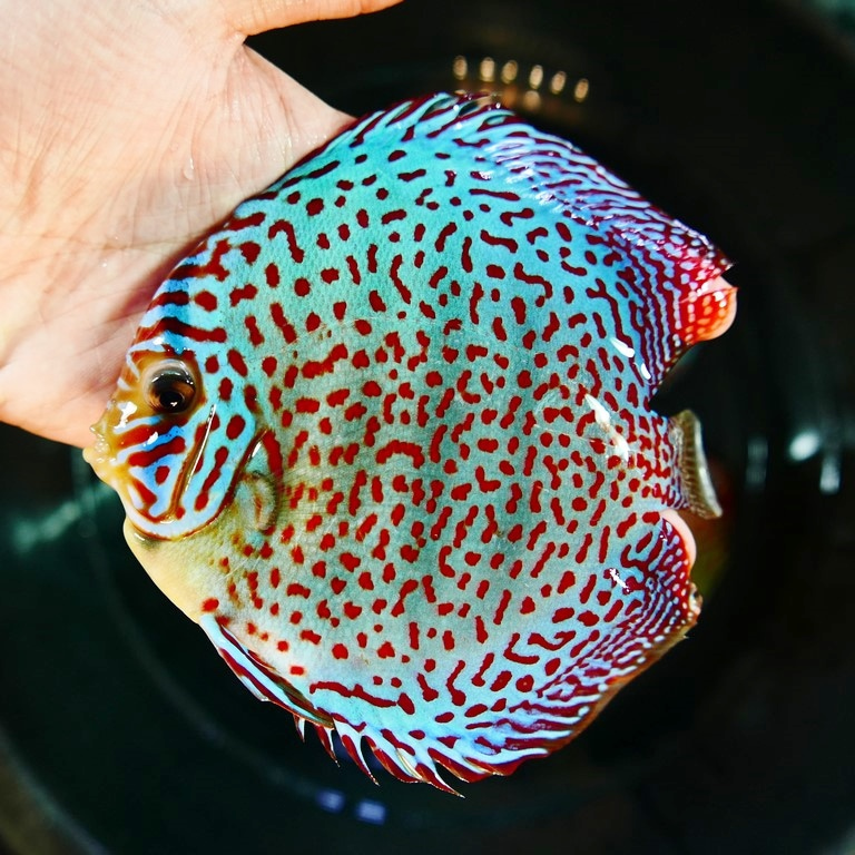 Classic Leopard Discus, Blue Base