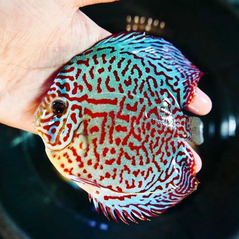 Classic Leopard Discus, Blue Base - Image 2