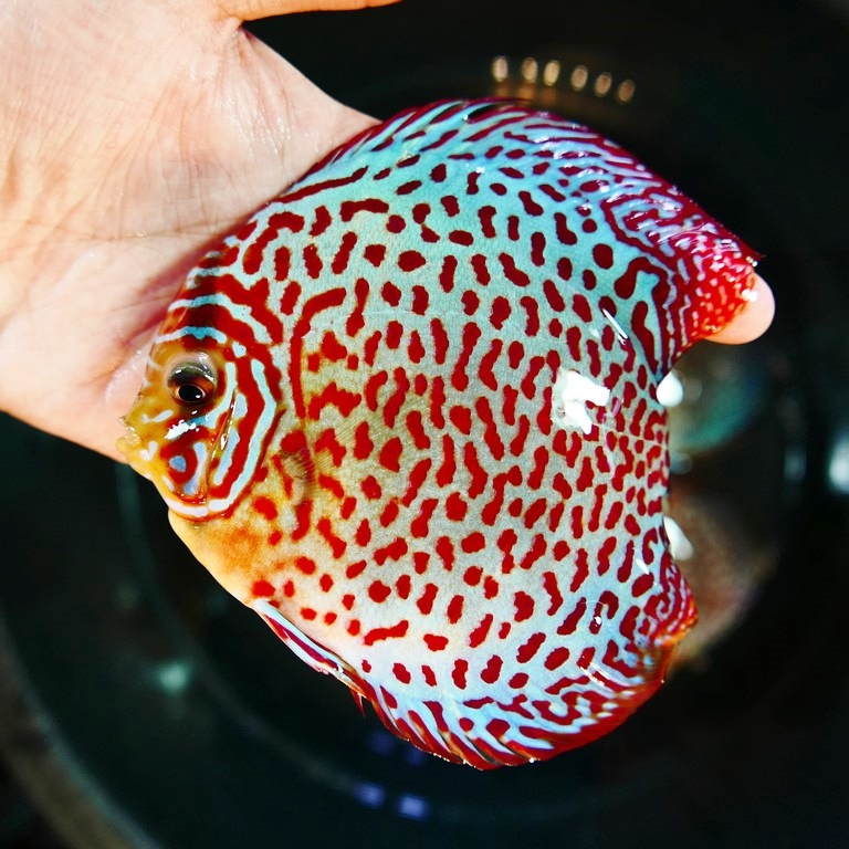 Classic Leopard Discus, Blue Base - Image 7