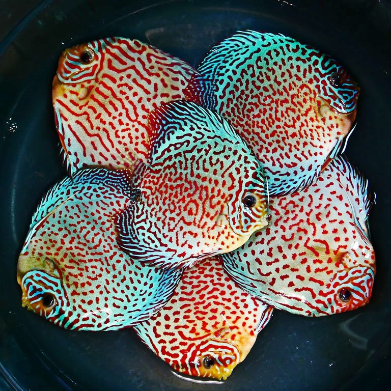 Classic Leopard Discus, Blue Base - Image 4