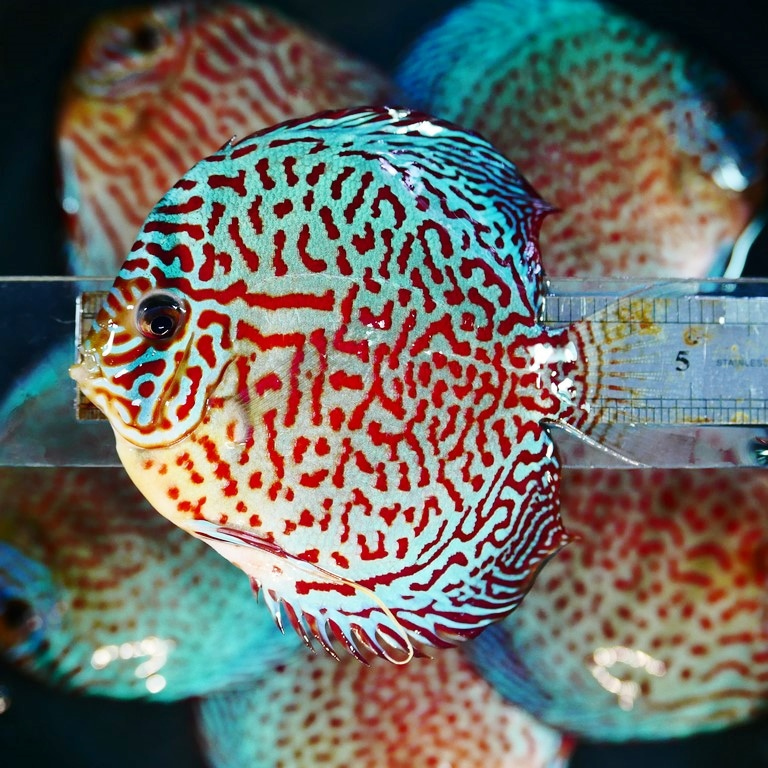 Classic Leopard Discus, Blue Base - Image 6