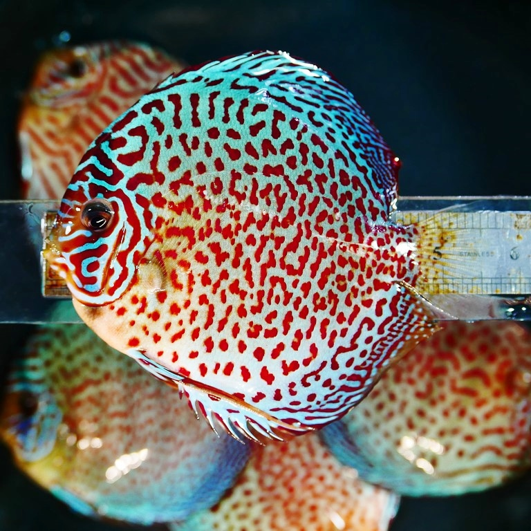Classic Leopard Discus, Blue Base - Image 5