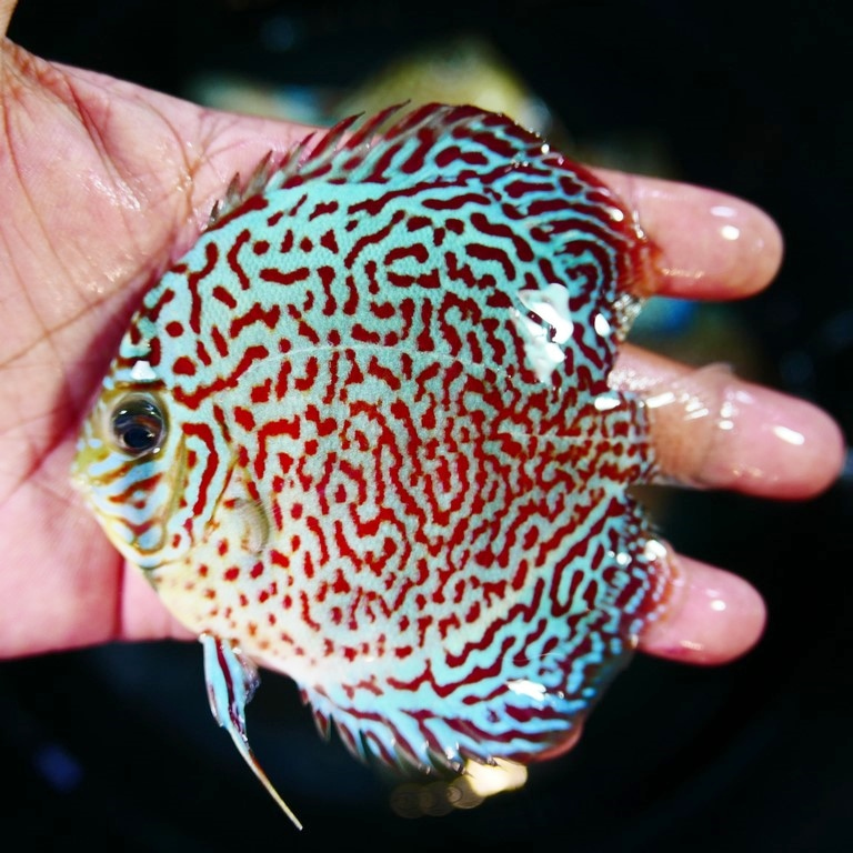 Classic Leopard Discus, Green Base - Image 7