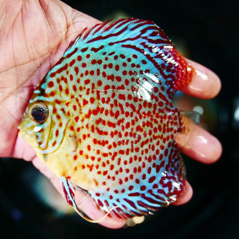 Classic Leopard Discus, Green Base - Image 4