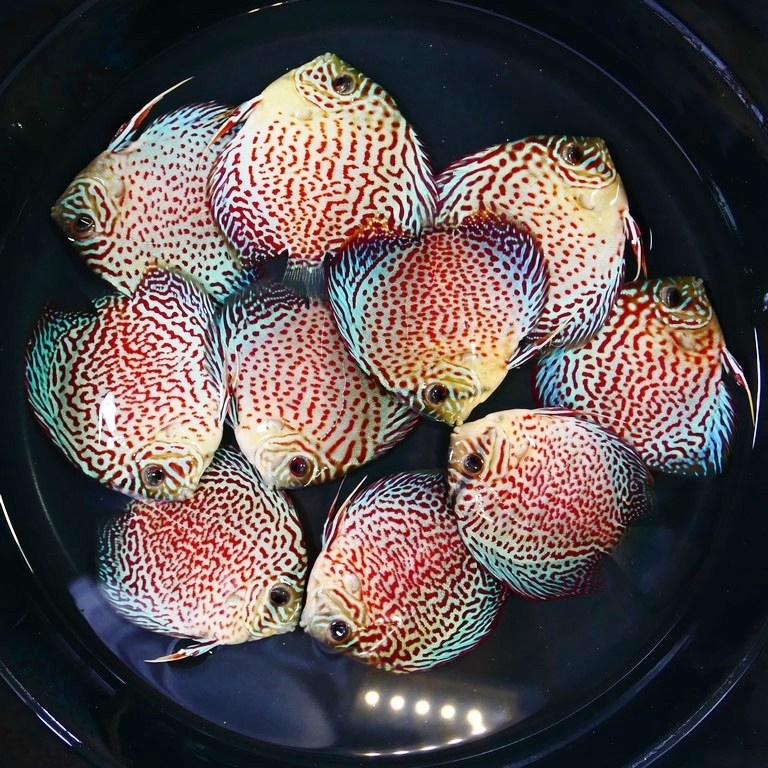 Classic Leopard Discus, Green Base - Image 3