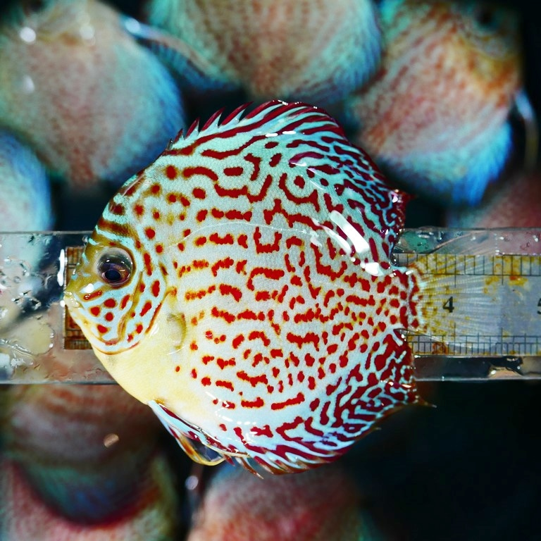 Classic Leopard Discus, Green Base - Image 2