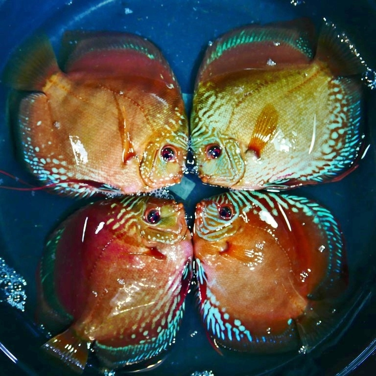 Striated Cuipeua Cross Discus - Image 4