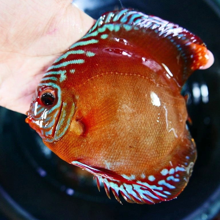 Striated Cuipeua Cross Discus - Image 2