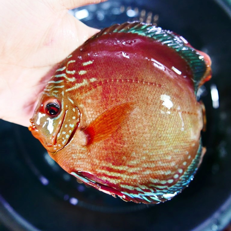 Striated Cuipeua Cross Discus - Image 3