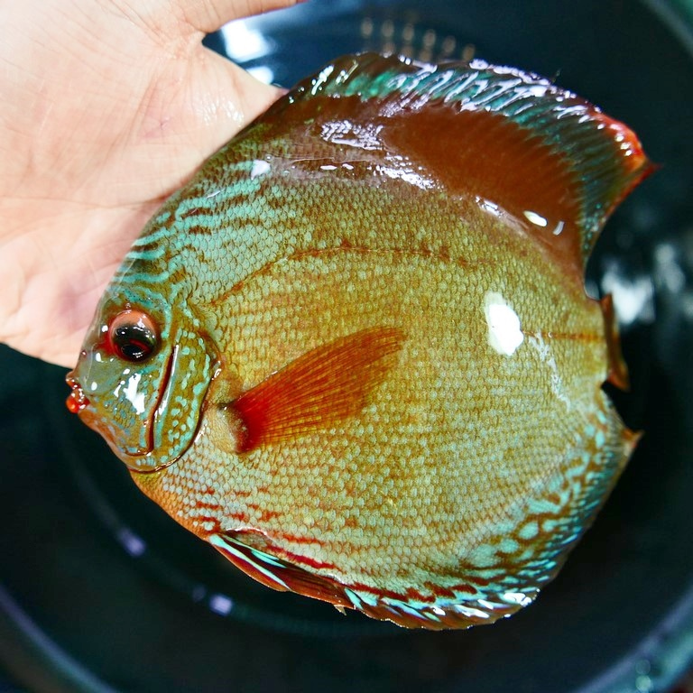 Striated Cuipeua Cross Discus - Image 5