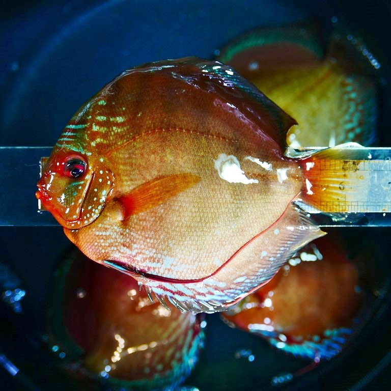 Striated Cuipeua Cross Discus - Image 7