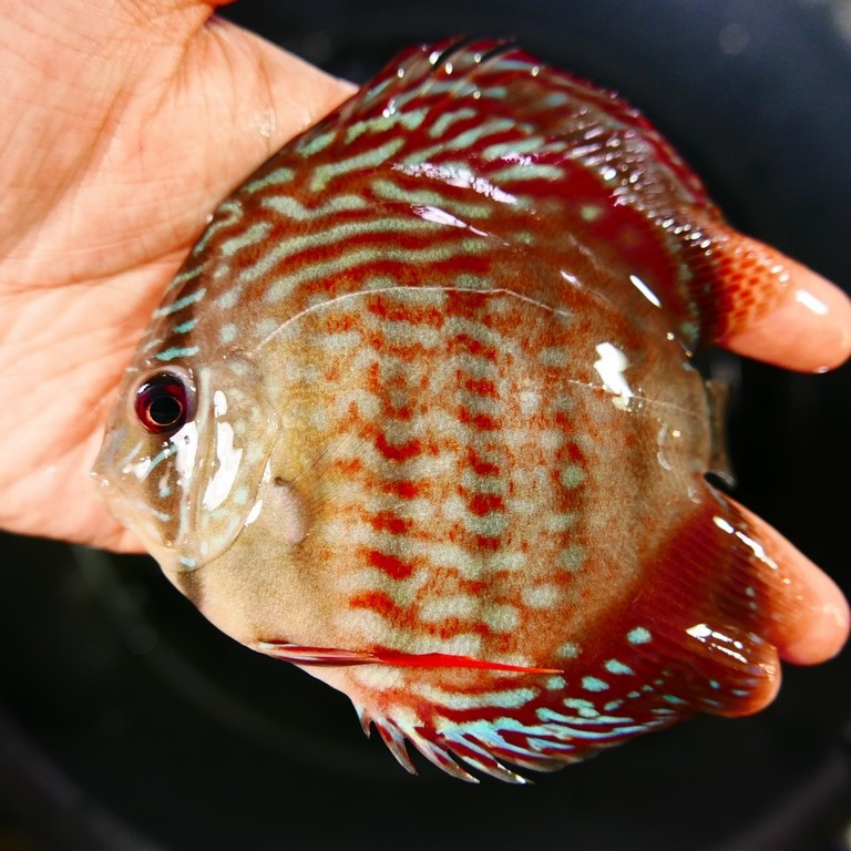 Wild Green Cross Discus, Black Halo - Image 2