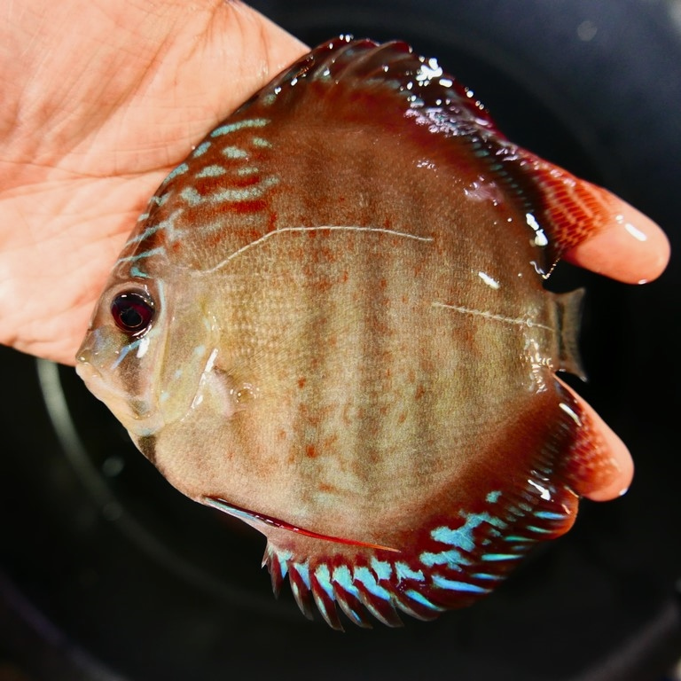 Wild Green Cross Discus, Black Halo - Image 4