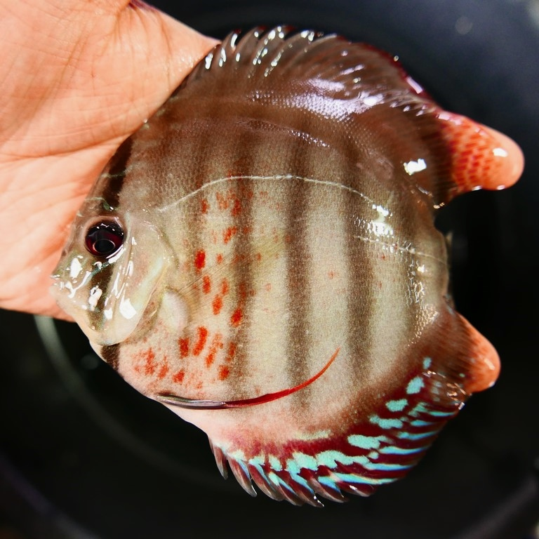 Wild Green Cross Discus, Black Halo - Image 5