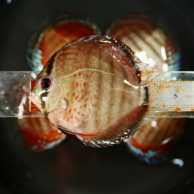 Wild Green Cross Discus, Black Halo - Image 6