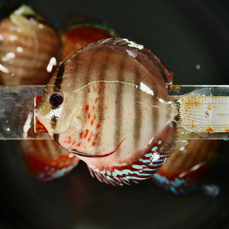 Wild Green Cross Discus, Black Halo - Image 3