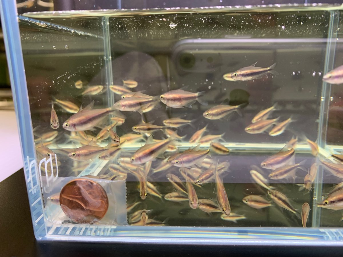 Emperor Tetra 8 pack - Image 2