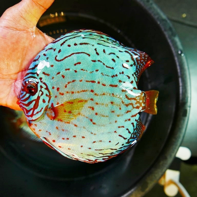 Giant Flora Cross Discus, Turquoise Base - Image 2