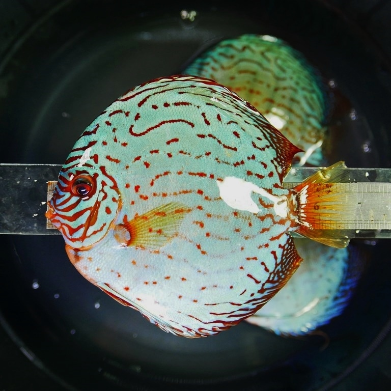 Giant Flora Cross Discus, Turquoise Base - Image 6