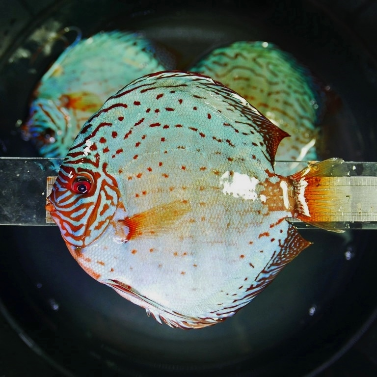 Giant Flora Cross Discus, Turquoise Base