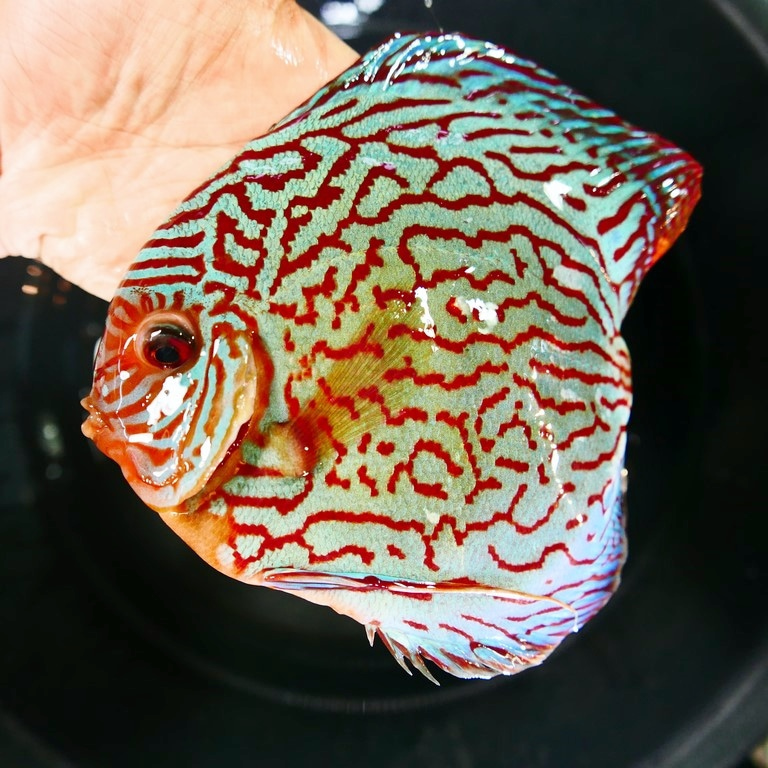 Brilliant Blue Turquoise Discus, Green Base - Image 5