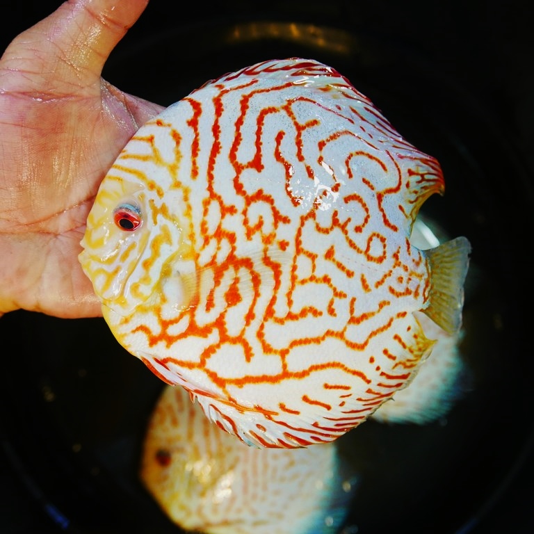 Tangerine Carnation Pigeon Discus