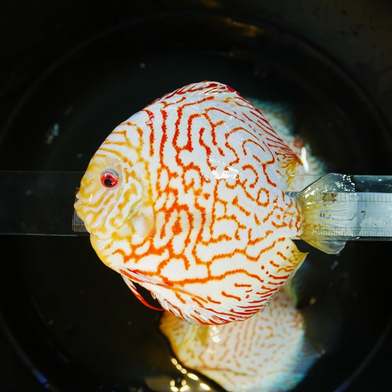 Tangerine Carnation Pigeon Discus - Image 2