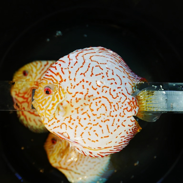 Tangerine Carnation Pigeon Discus - Image 5