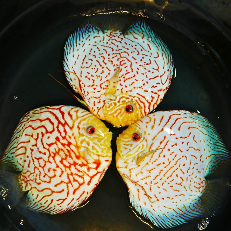 Tangerine Carnation Pigeon Discus - Image 4