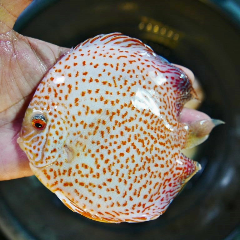 Yellow Leopard Discus | Discus.com