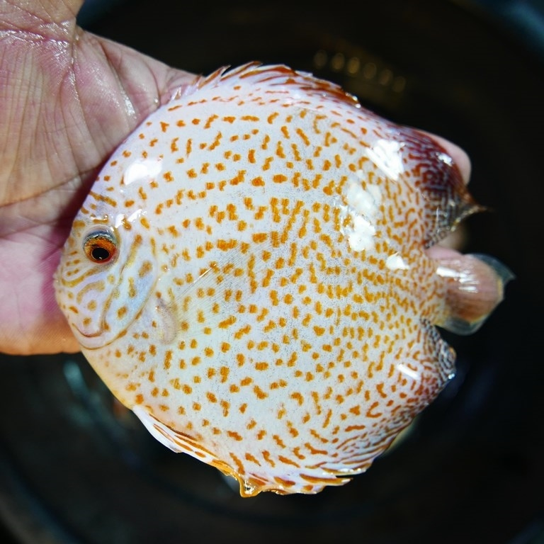 Yellow Leopard Discus - Image 3