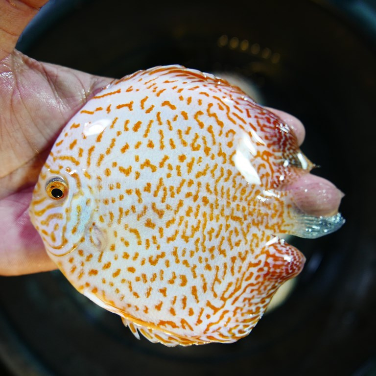 Yellow Leopard Discus