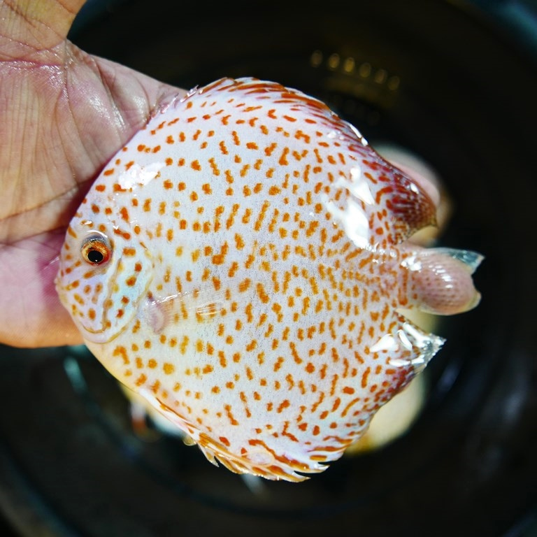Yellow Leopard Discus - Image 9