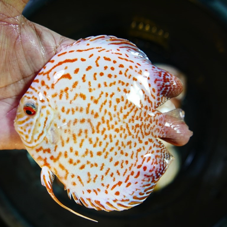 Yellow Leopard Discus - Image 8