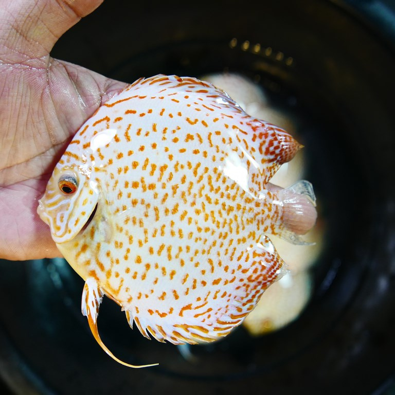 Yellow Leopard Discus - Image 7