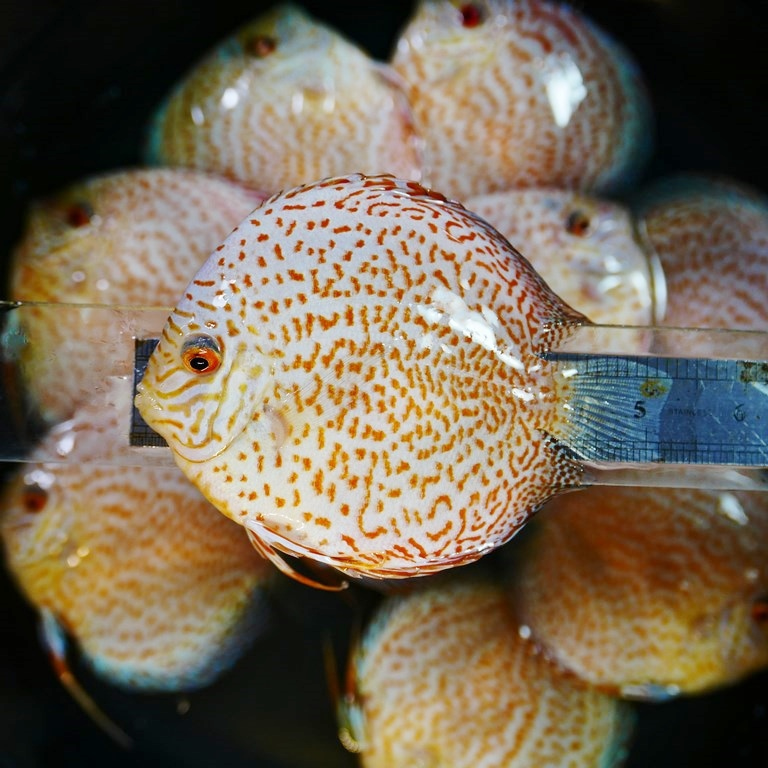 Yellow Leopard Discus - Image 6