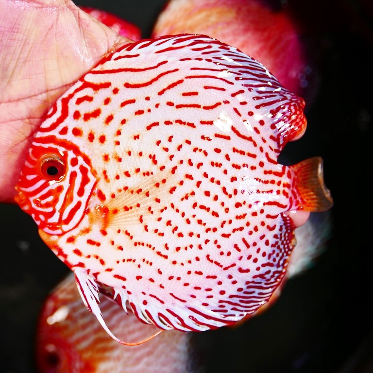 Golden Leopard Discus, Light Base - Image 3