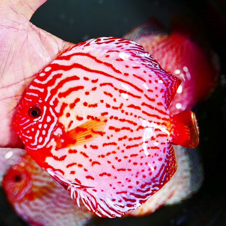 Golden Leopard Discus, Light Base